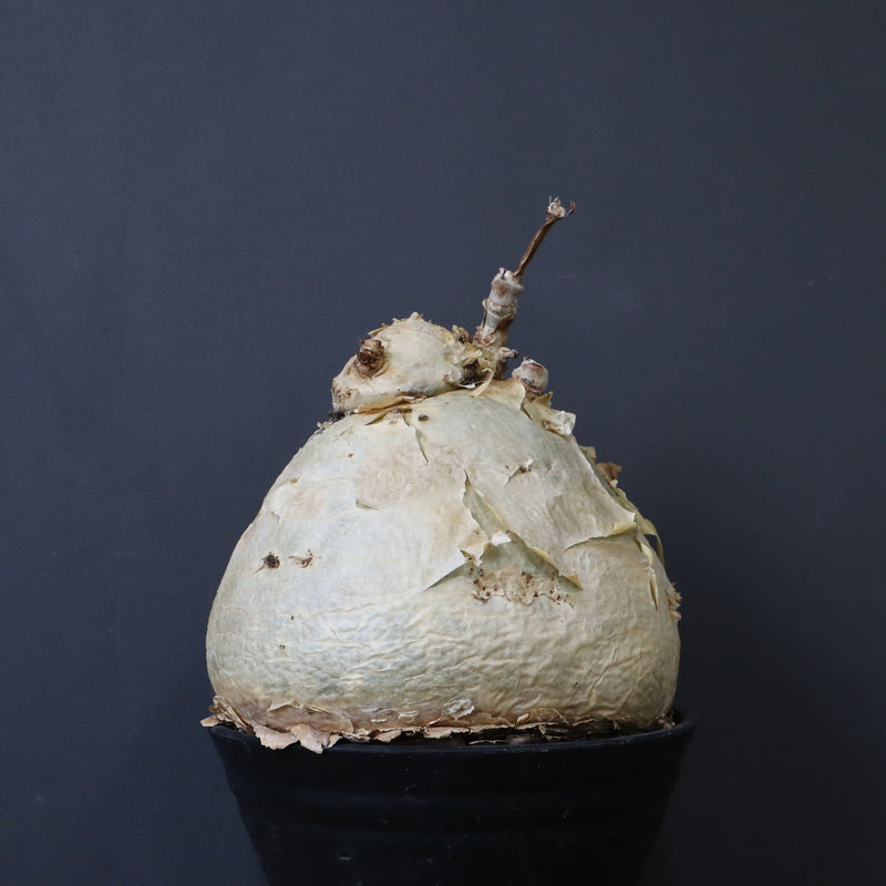 C.セイチアナ　EC1218