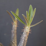 P.グラキリス 1752