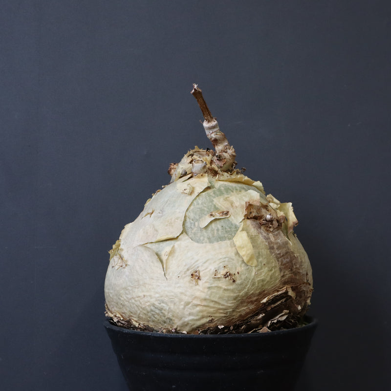 C.セイチアナ　EC1218