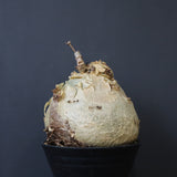 C.セイチアナ　EC1218