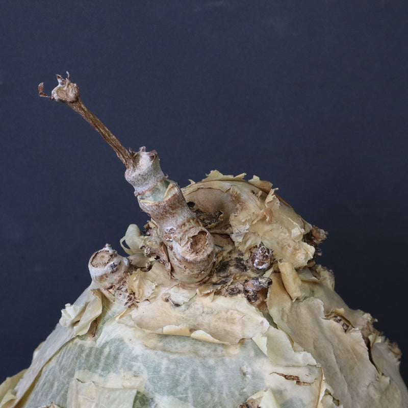 C.セイチアナ　EC1218