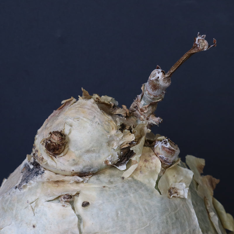 C.セイチアナ　EC1218