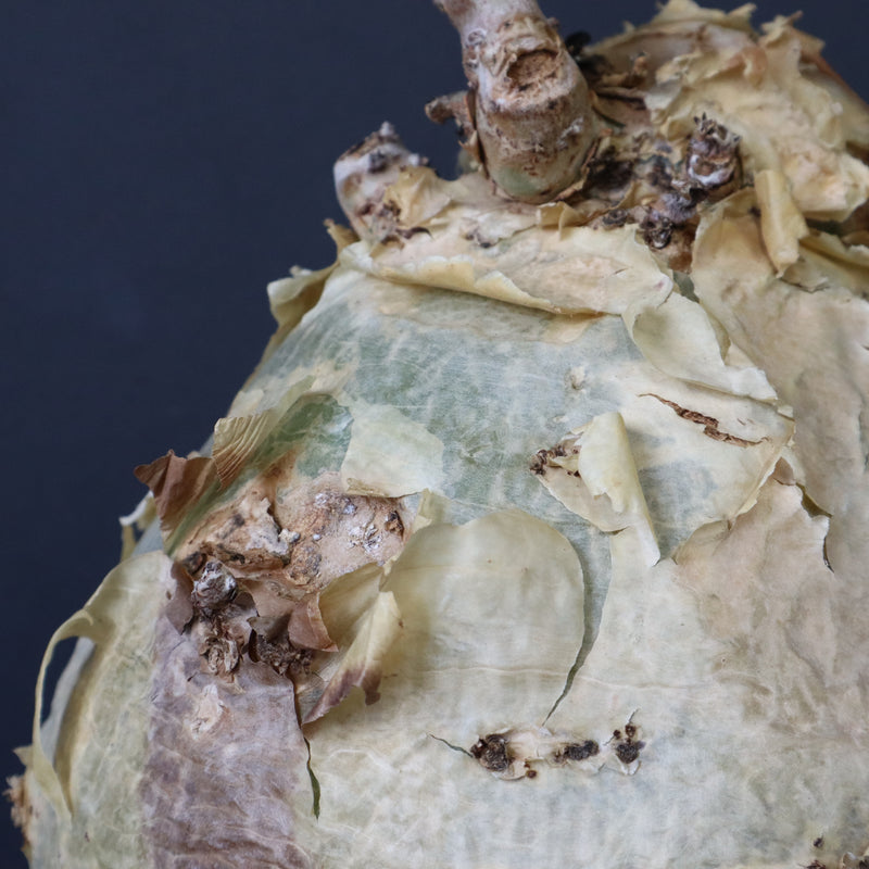 C.セイチアナ　EC1218