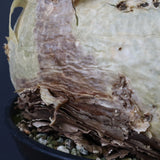 C.セイチアナ　EC1218