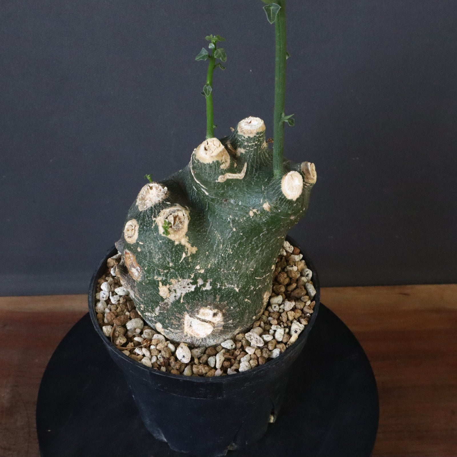 A.プセウドグロボーサ 31 – TaiShoDo ONLINE SHOP