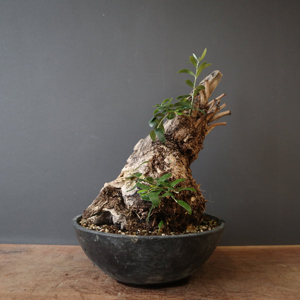 オールドオリーブ – TaiShoDo ONLINE SHOP