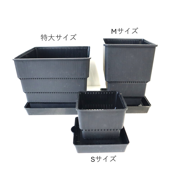 【すごい根】メッシュ鉢 受け皿