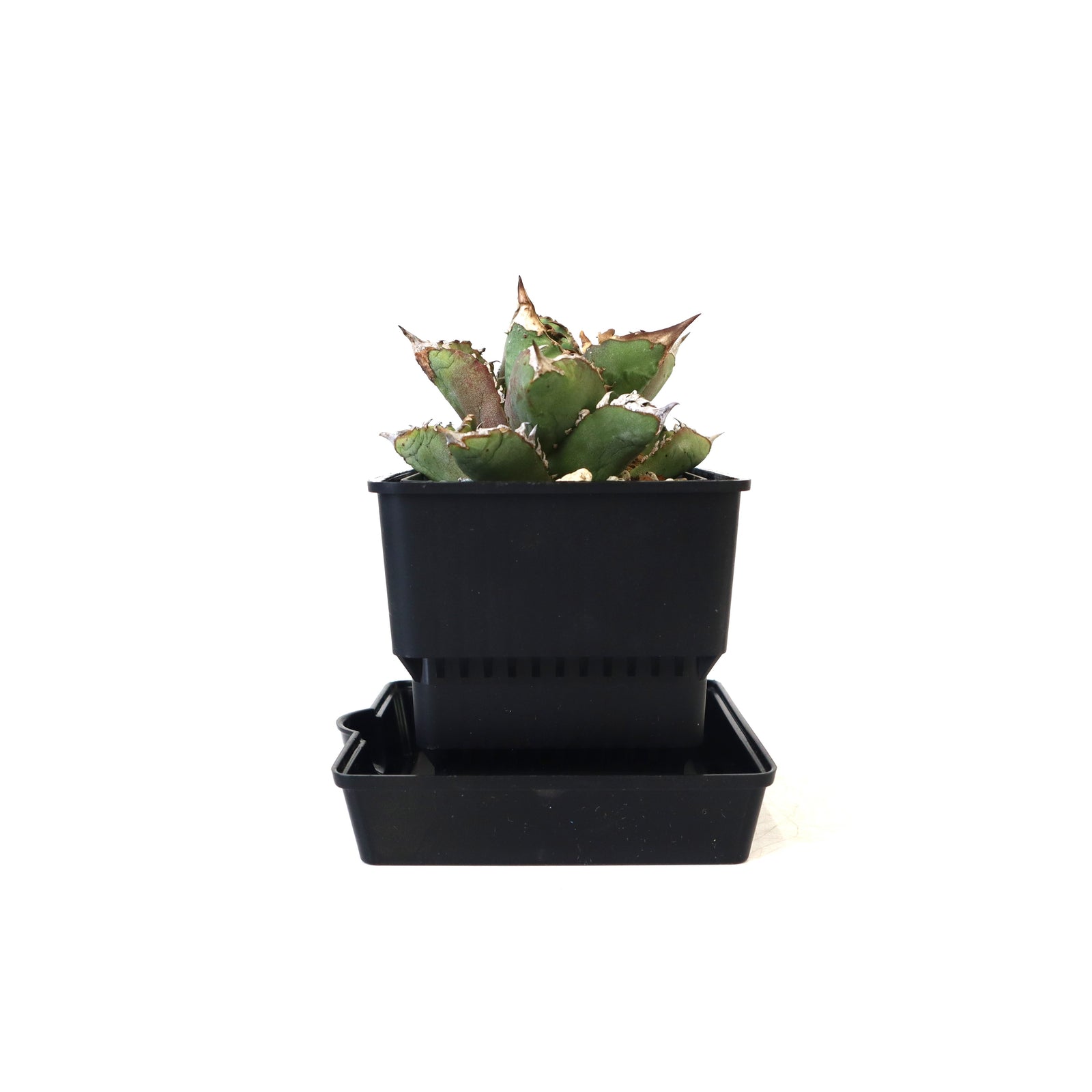 すごい根】メッシュ鉢ショート 黒 – TaiShoDo ONLINE SHOP