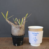 P.グラキリス 1780