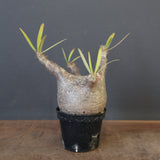 P.グラキリス 1780