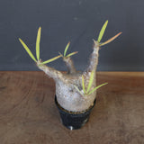 P.グラキリス 1780