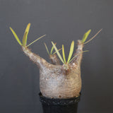 P.グラキリス 1780