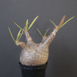 P.グラキリス 1780