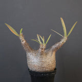 P.グラキリス 1780