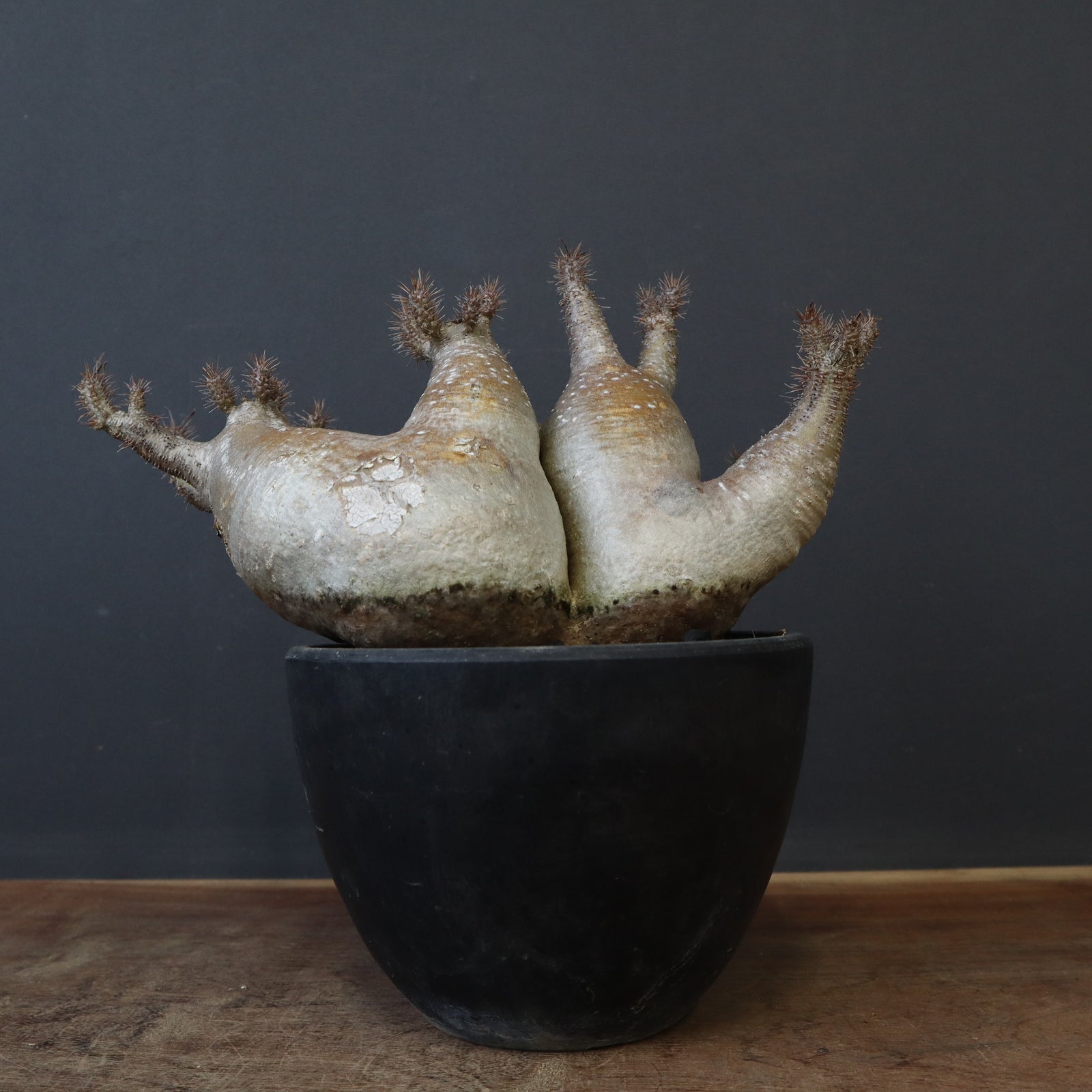 パキポディウム属グラキリス P.グラキリス 572 – TaiShoDo ONLINE SHOP