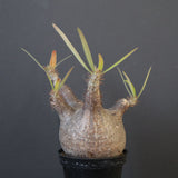 P.グラキリス 1780