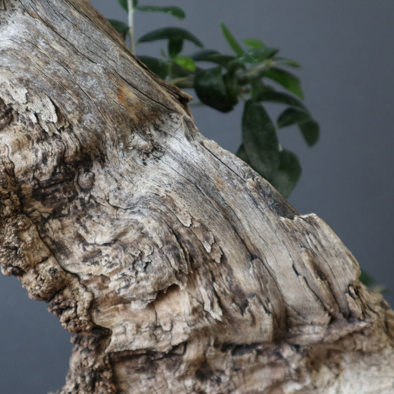 オールドオリーブ（古木） EC2686 – TaiShoDo ONLINE SHOP