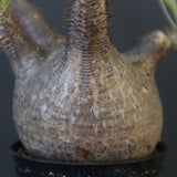 P.グラキリス 1780