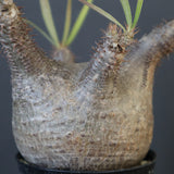 P.グラキリス 1780