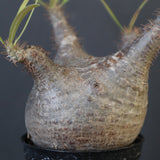 P.グラキリス 1780