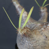 P.グラキリス 1780