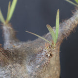 P.グラキリス 1780