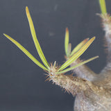 P.グラキリス 1780