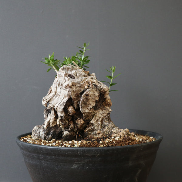 TaiShoDo ONLINE SHOP 塊根植物 多肉植物通販