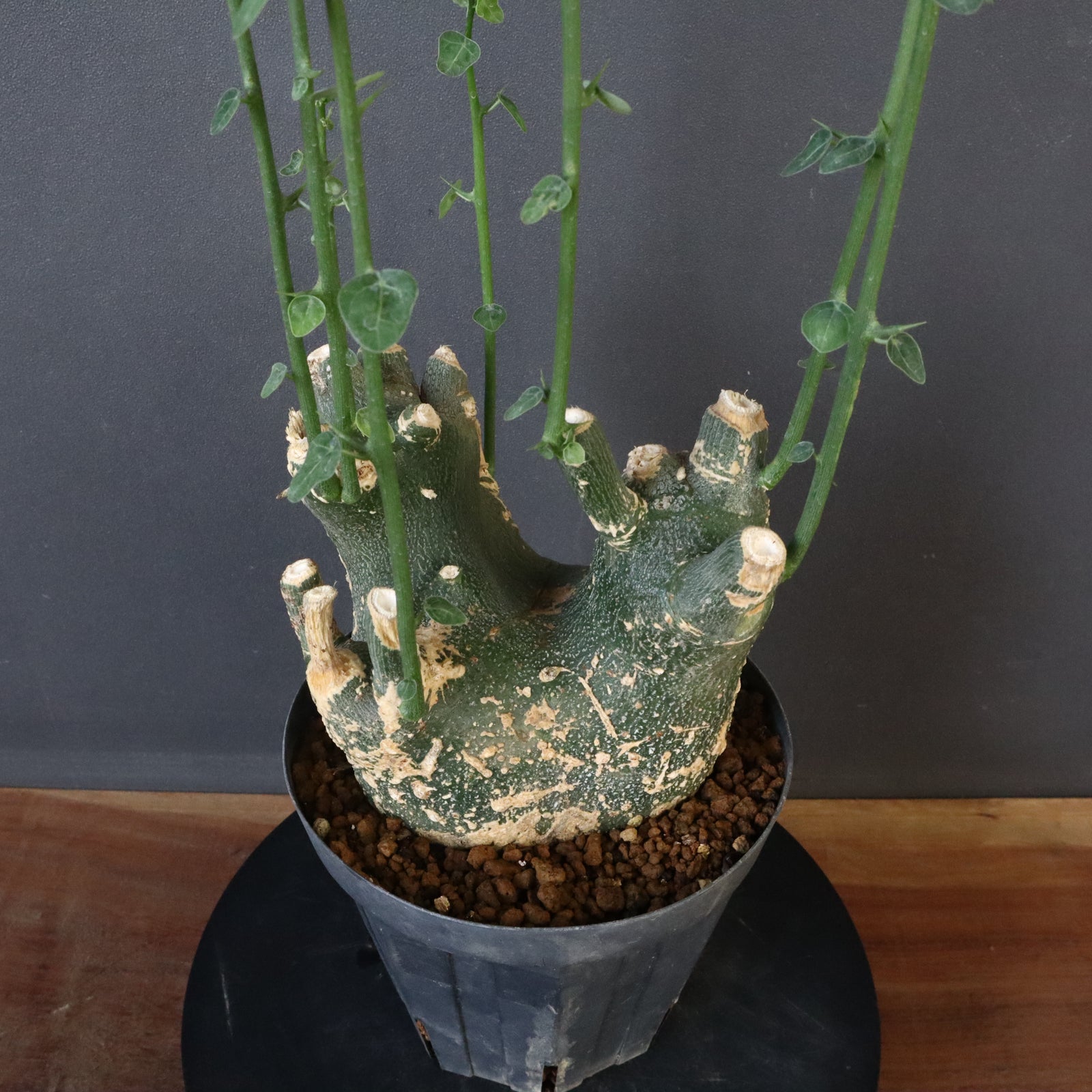 アデニア プセウドグロボーサ 良形 ぼってり アデニア プセウドグロボーサ Adenia pseudoglobosa 20230908