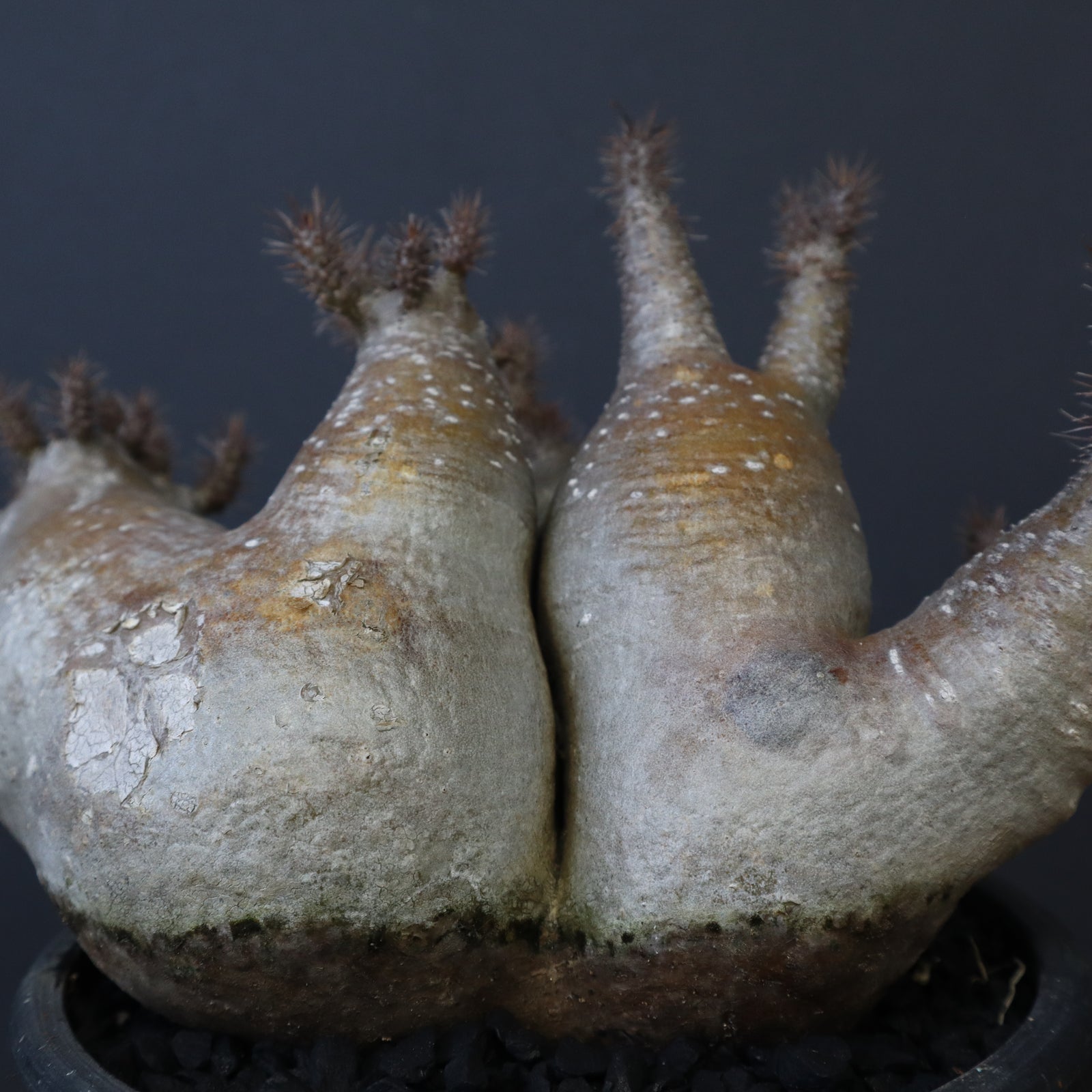 P.グラキリス 572 – TaiShoDo ONLINE SHOP