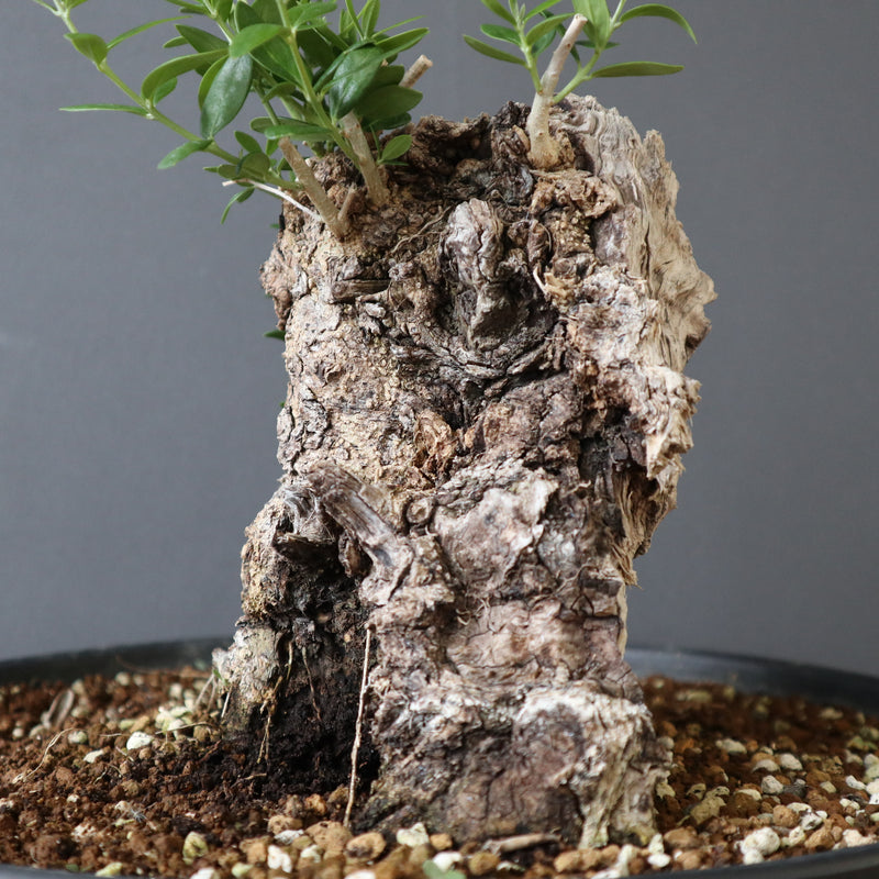 オールドオリーブ（古木） EC2683 – TaiShoDo ONLINE SHOP