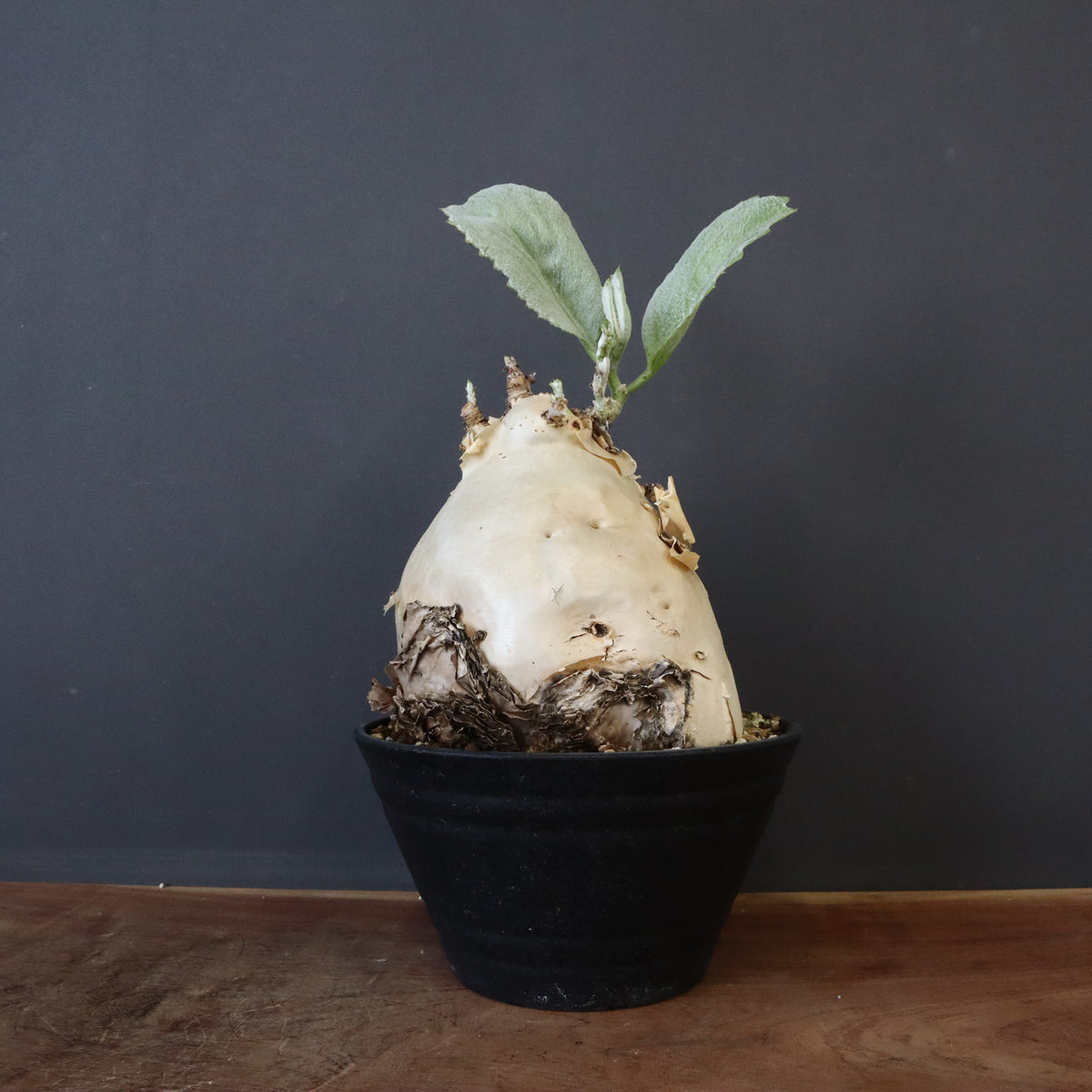 商品 – 3ページ目 – TaiShoDo ONLINE SHOP