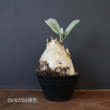 C.セイチアナ　3