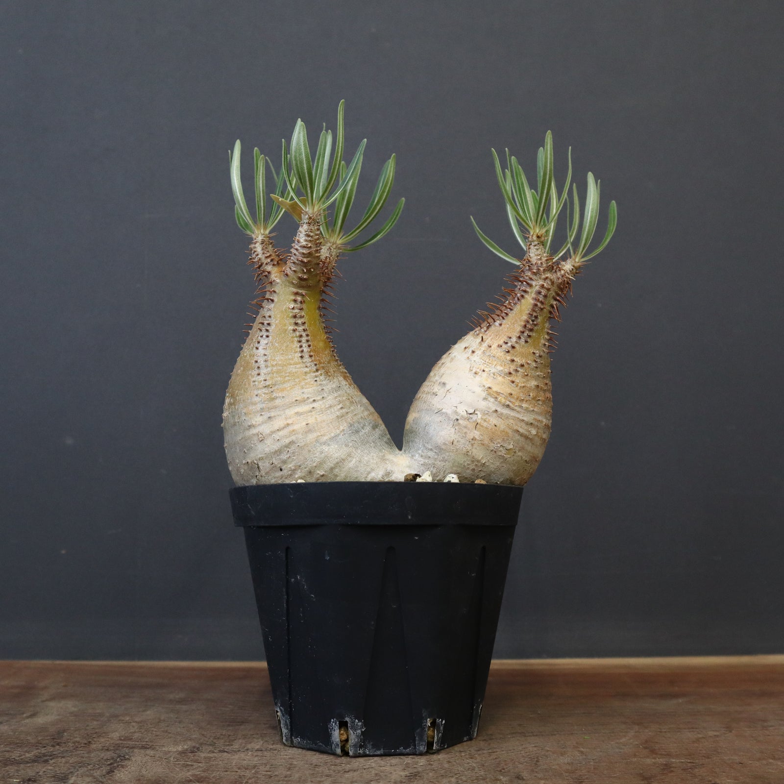 P.グラキリス 1205 – TaiShoDo ONLINE SHOP