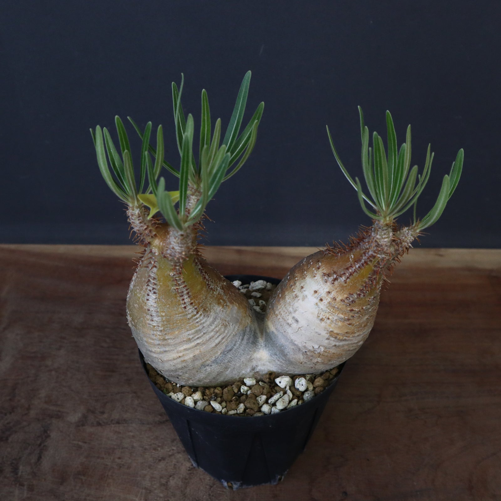 P.グラキリス 1205 – TaiShoDo ONLINE SHOP