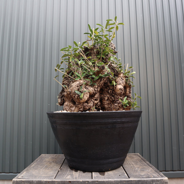 IMG_4452_aad48444-dec0-45b4-