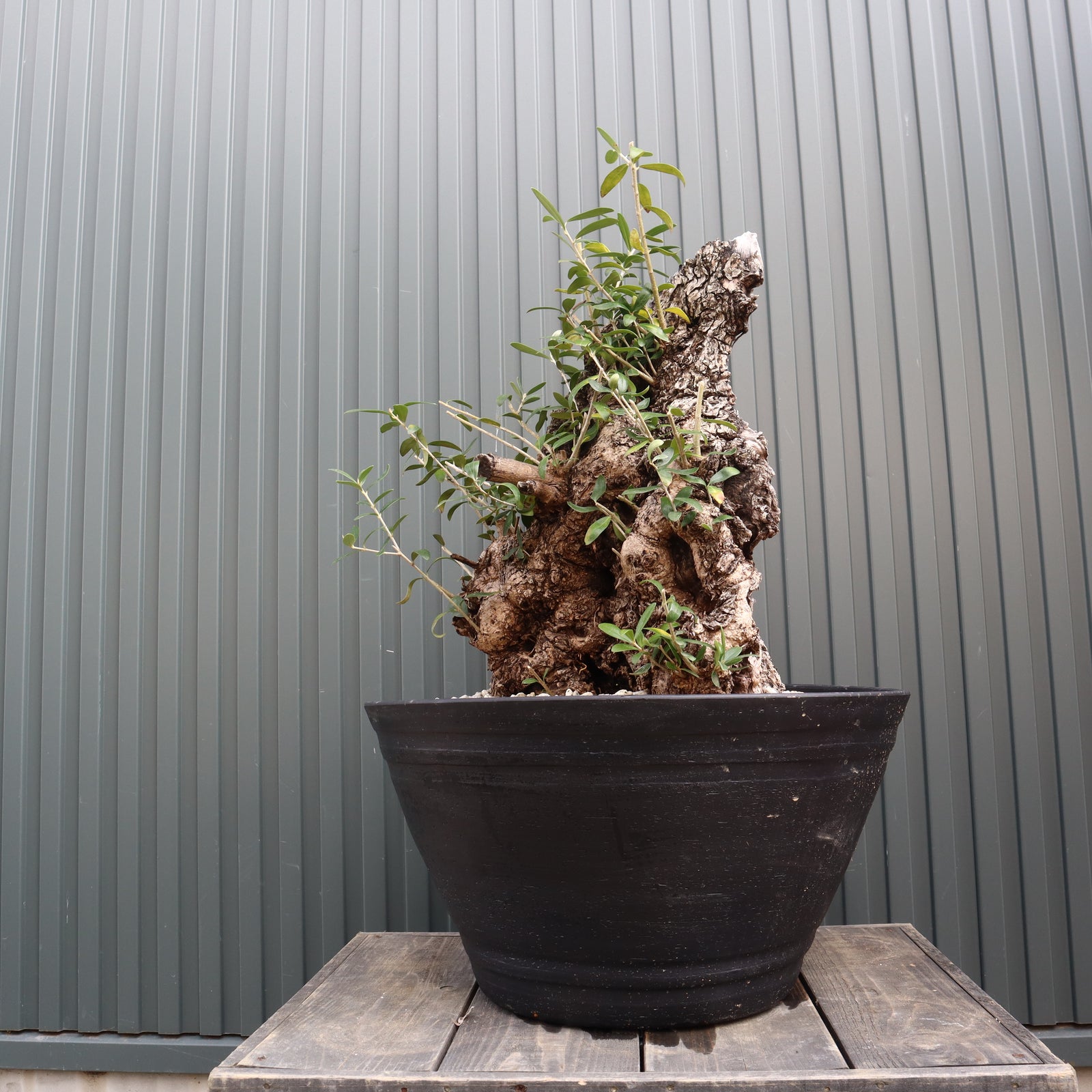 オールドオリーブ（古木） EC570 – TaiShoDo ONLINE SHOP