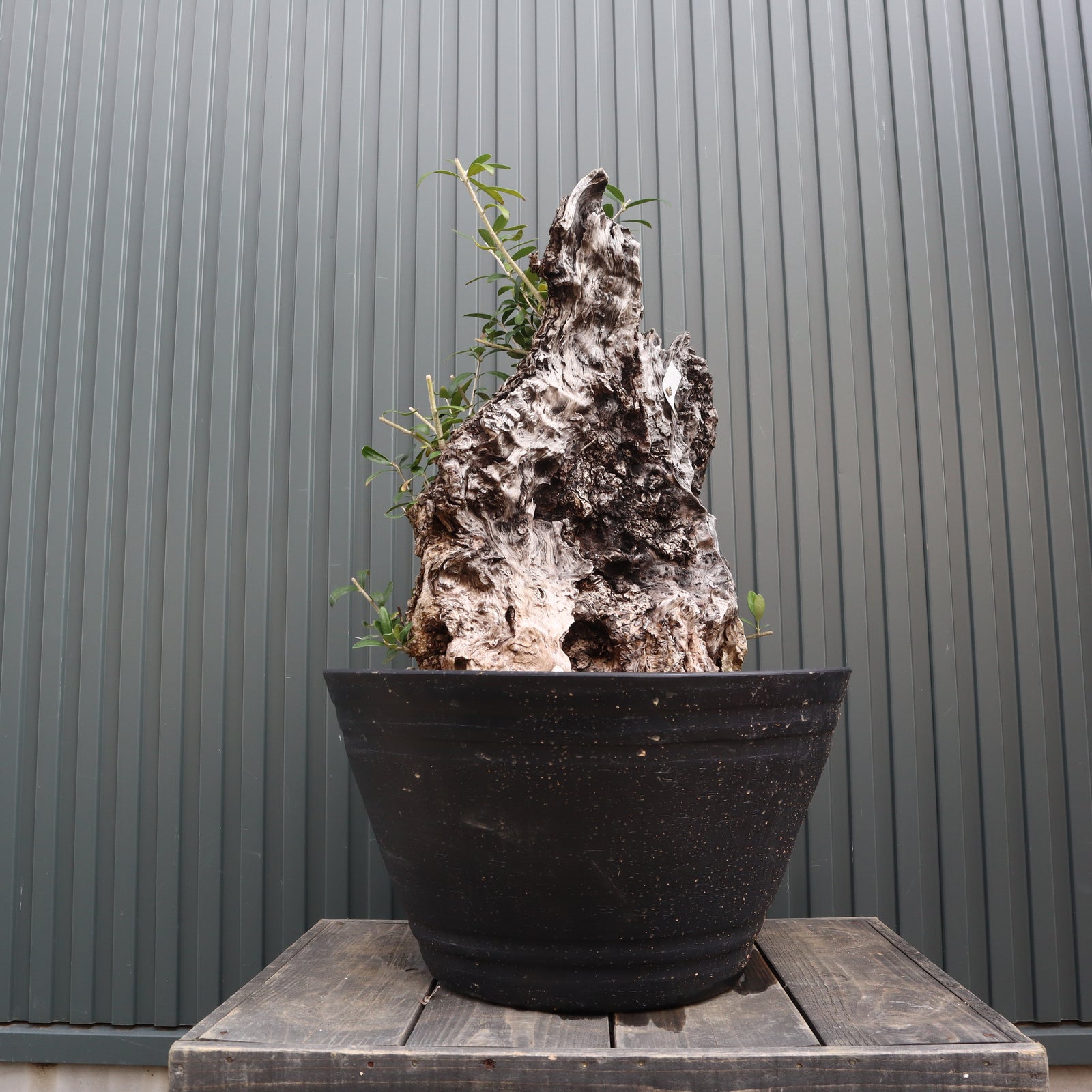 オールドオリーブ（古木） EC570 – TaiShoDo ONLINE SHOP