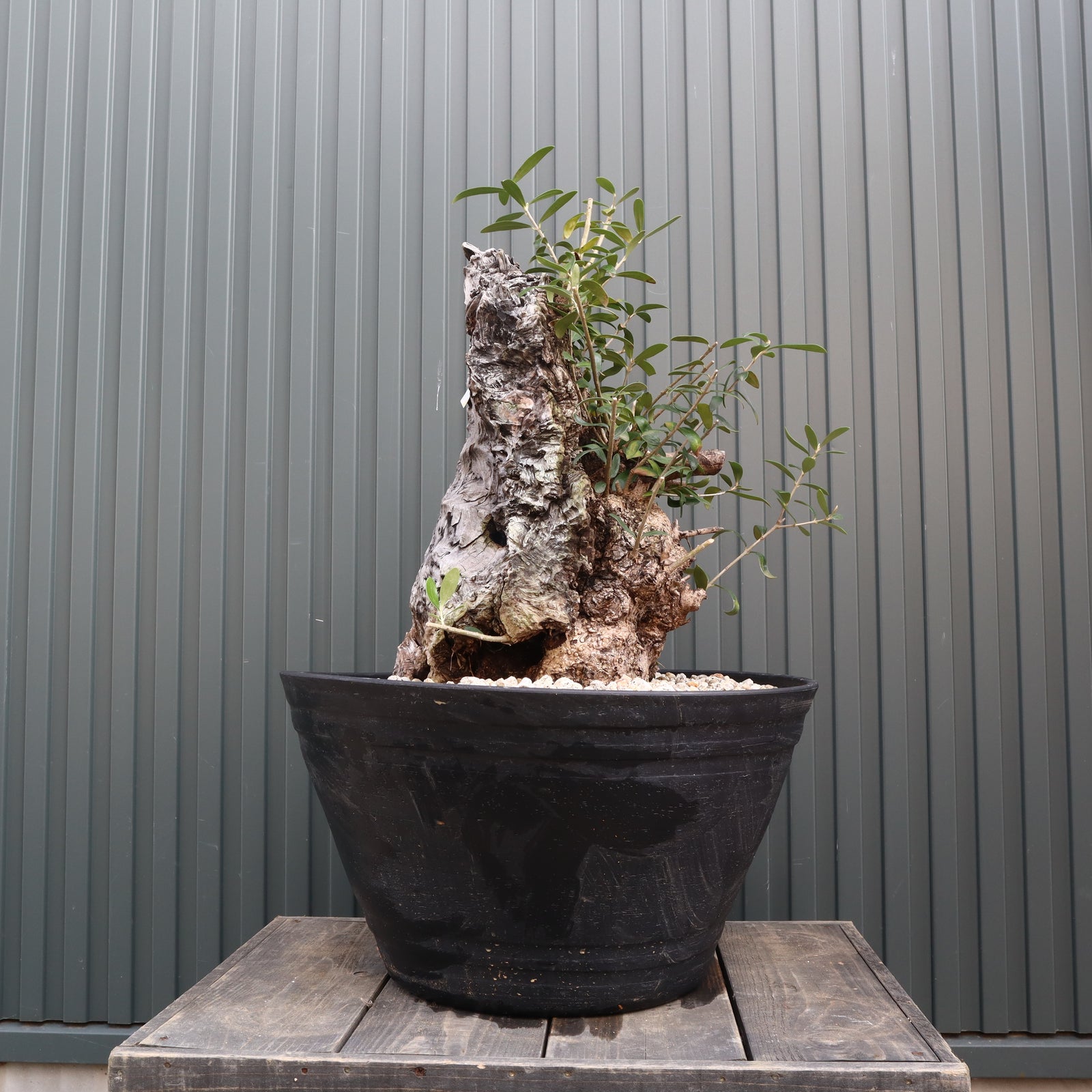 オールドオリーブ（古木） EC570 – TaiShoDo ONLINE SHOP