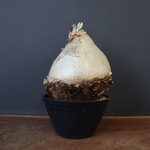 C.セイチアナ 2 – TaiShoDo ONLINE SHOP