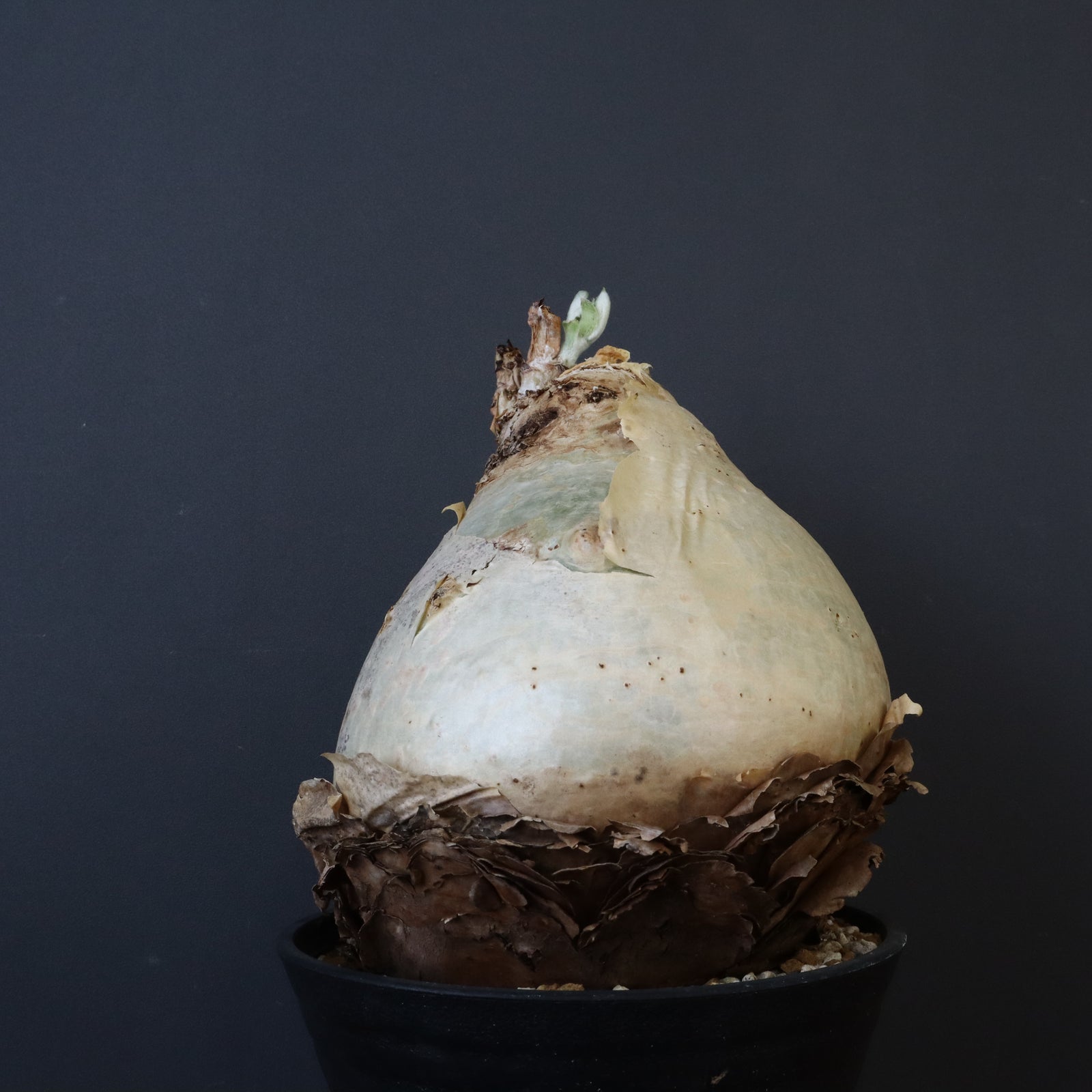 キフォステンマ　セイチアナ キフォステンマ セイチアーナ Cyphostemma seitziana 20230906