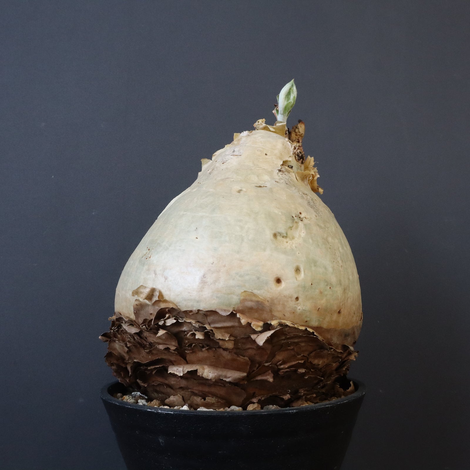 C.セイチアナ 2 – TaiShoDo ONLINE SHOP