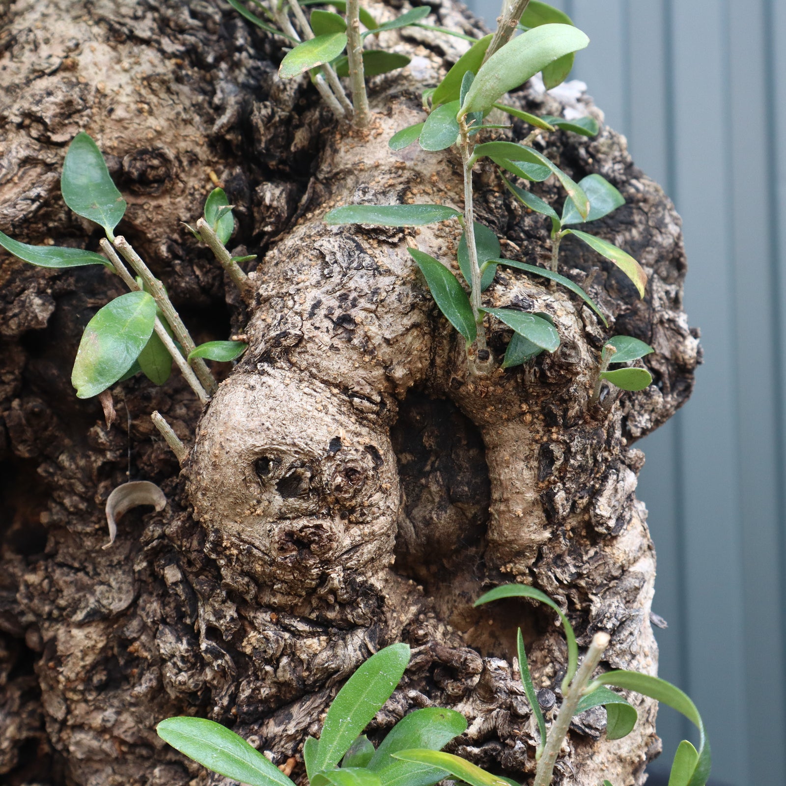 オールドオリーブ（古木） EC570 – TaiShoDo ONLINE SHOP