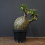 P.グラキリス 573