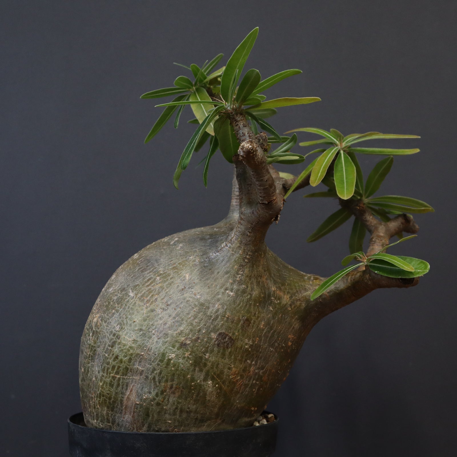 GIRUVI Pachypodium Gracilius グラキリス GIRUVI Pachypodium Gracilius グラキリス GIRUVI Pachypodium