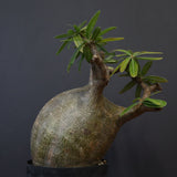 P.グラキリス 573