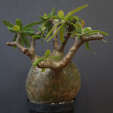 P.グラキリス 573