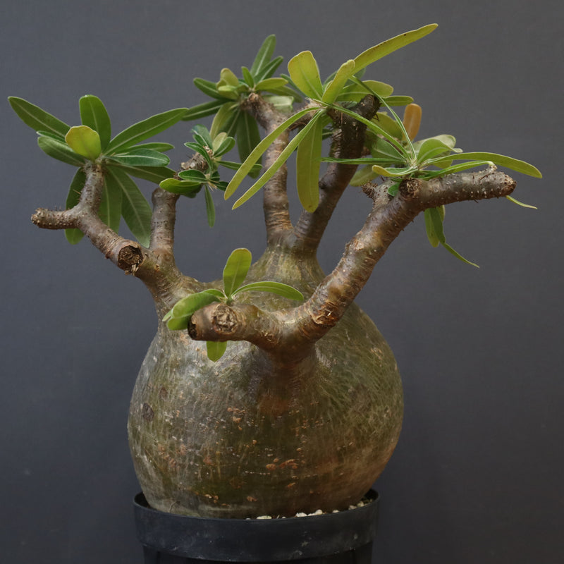 35.パキポディウム グラキリス パキポディウム：グラキリス（発根済み株）3.5号（G11） の通販