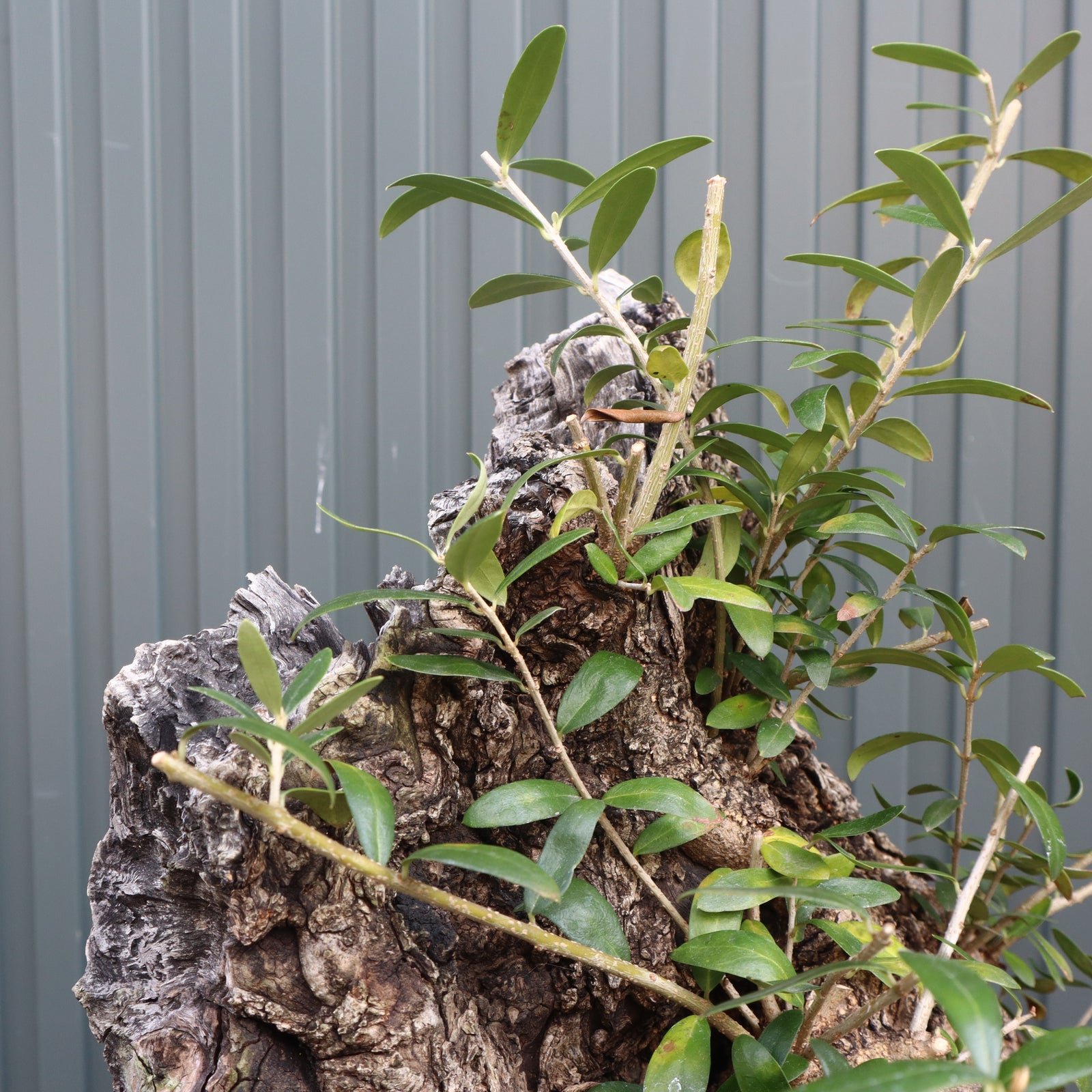 オールドオリーブ（古木） EC570 – TaiShoDo ONLINE SHOP