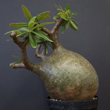 P.グラキリス 573